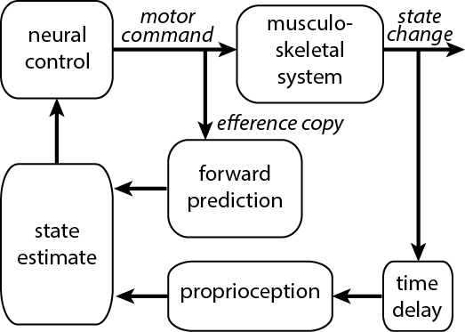 Context-dependent proprioceptive encoding