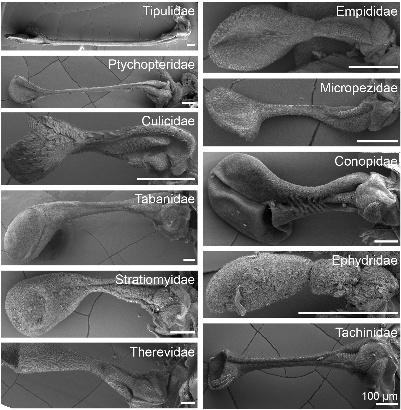 Comparative morphology of proprioceptive sensors